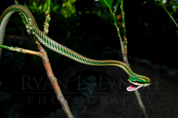 Mexican Parrot Snake(Leptophis mexicanus)
