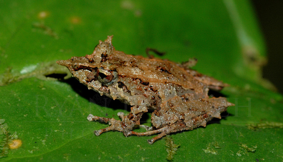 Appendiculate rain frog (Pristimantis appendiculatus)