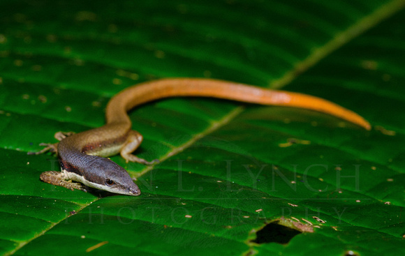 Cercosaura argula
