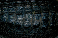Alligator mississippiensis