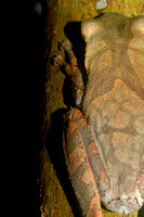 Flat-headed Bromeliad Treefrog (Osteocephalus planiceps) 2