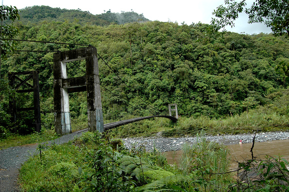 Bridge into the Forest