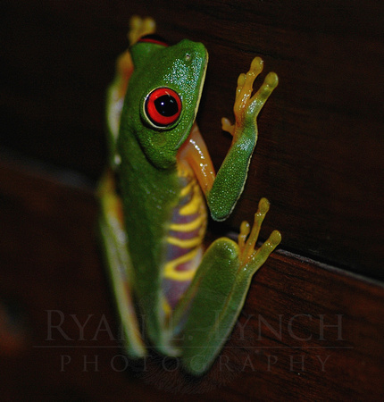 Red Eyed Treefrog(Agalychnis callidryas)