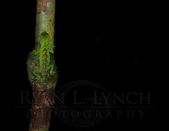 Enyalioides laticeps