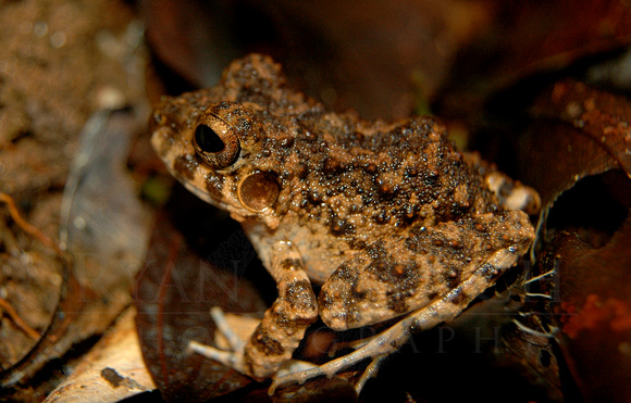 Common Big-Headed Frog (Oreobates quixensis)