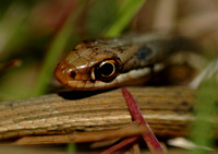 Ribbon snake (Thamnophis sauritus)