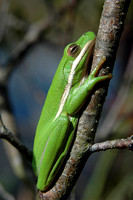 Green Treefrog (Hyla cinerea) 2