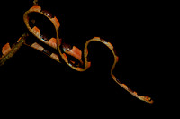 Blunt Headed Tree Snake (Imantodes cenchoa)